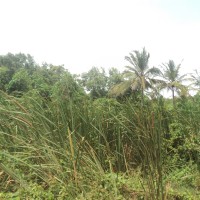 Typha angustifolia L.